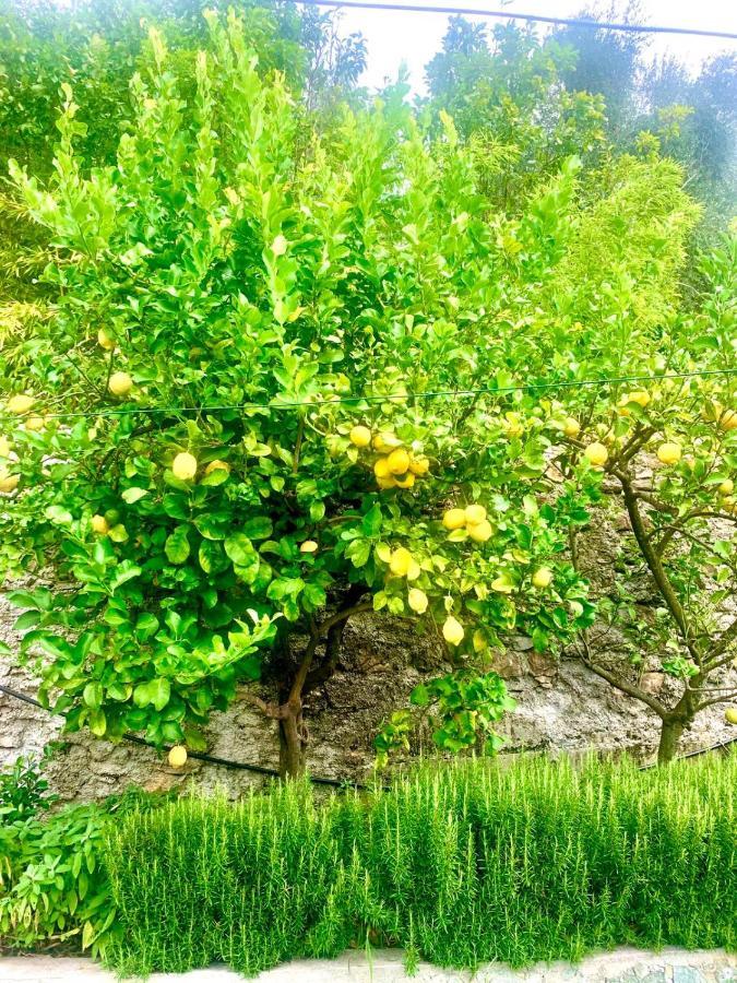 Bed and Breakfast Il Gabbiano Di Pieve Pieve Ligure Exterior foto